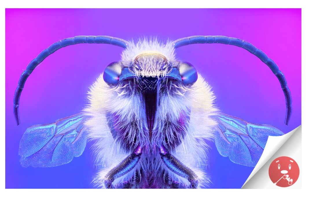 El Concurso Internacional de Fotografía de la Naturaleza #NaturaJazz vuelve al MUNA en su undécima edición