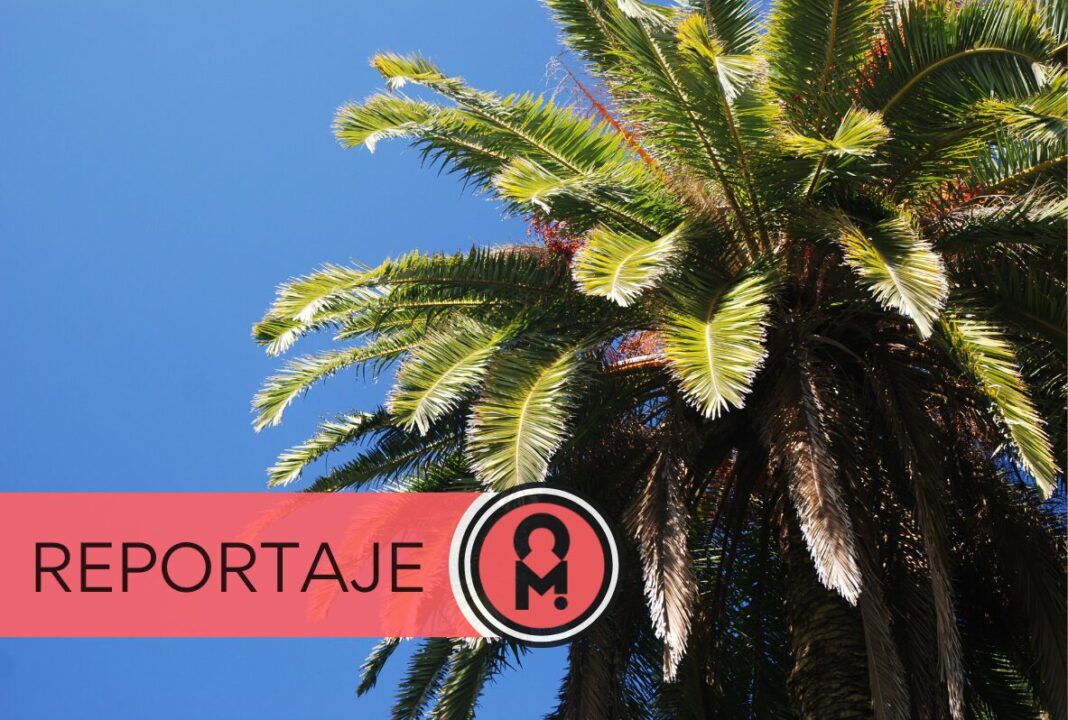 Cuando Canarias colonizó los jardines del mundo. Por Álex Ro