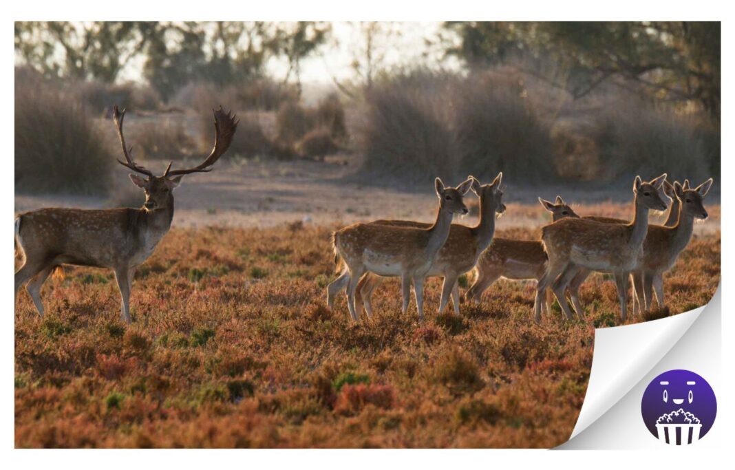 FICMEC estrena en España el documental ‘Doñana’ este domingo 1 de junio