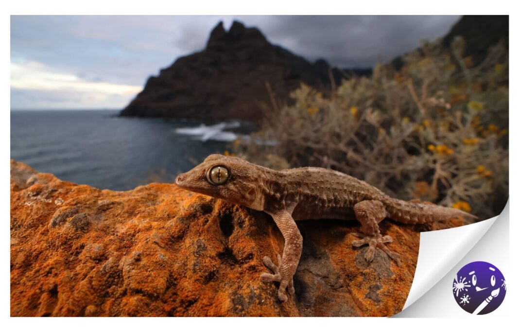 Alejandro Betoret y Daniel Martínez, ganadores del certamen de fotografía ‘Descubre Anaga 2025’