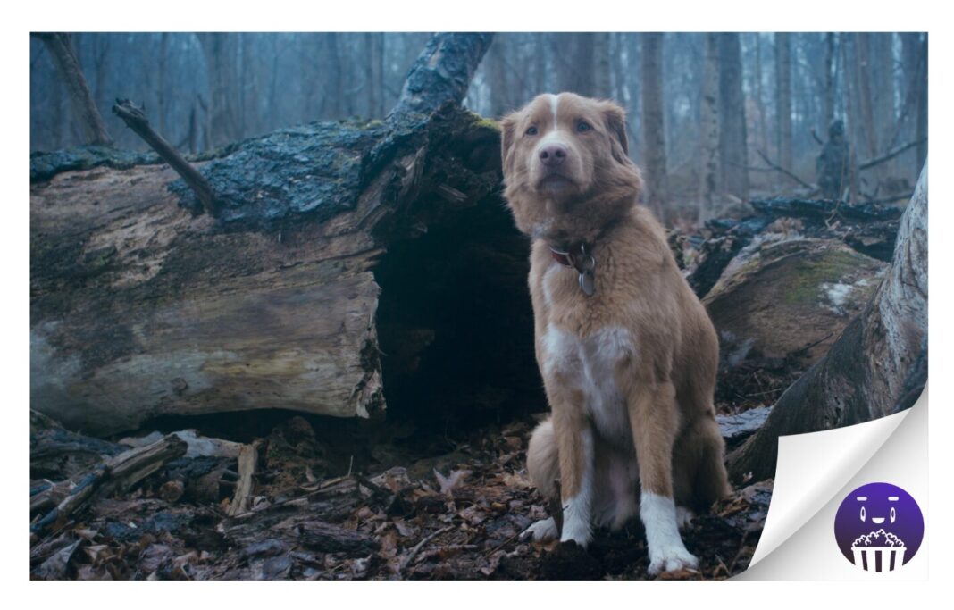 Filmin estrena «Good Boy», la primera película de terror contada desde el punto de vista de un perro